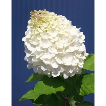 HORTENSJA bukietowa Magical Mont Blanc - sadzonki 20 / 30 cm